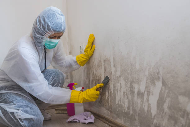 Best Black Mold Remediation in Redlands, CA