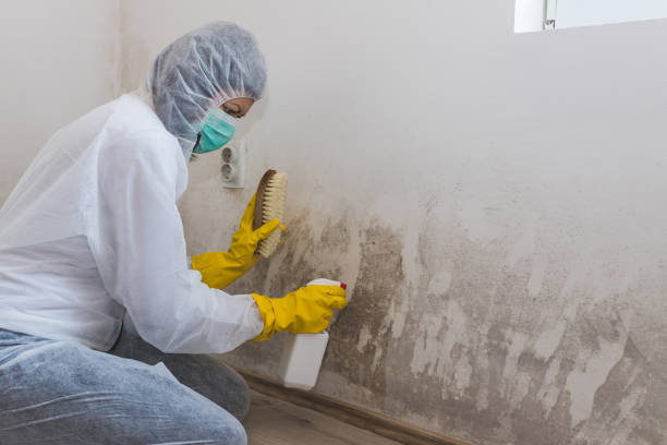 Best Residential Mold Remediation in Redlands, CA