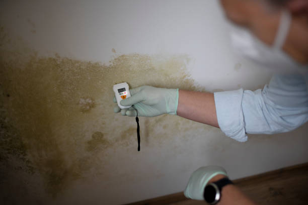 Best Preventive Mold Services in Redlands, CA