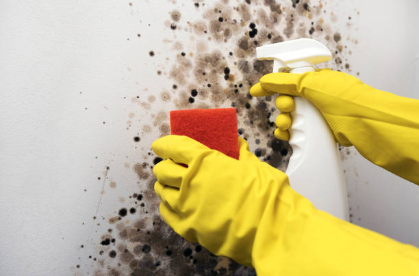 Best Residential Mold Remediation in Redlands, CA